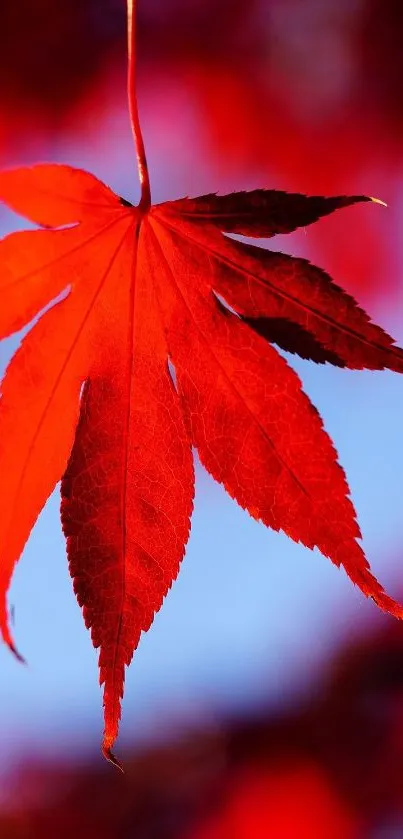 Vibrant red leaf with blue sky background.