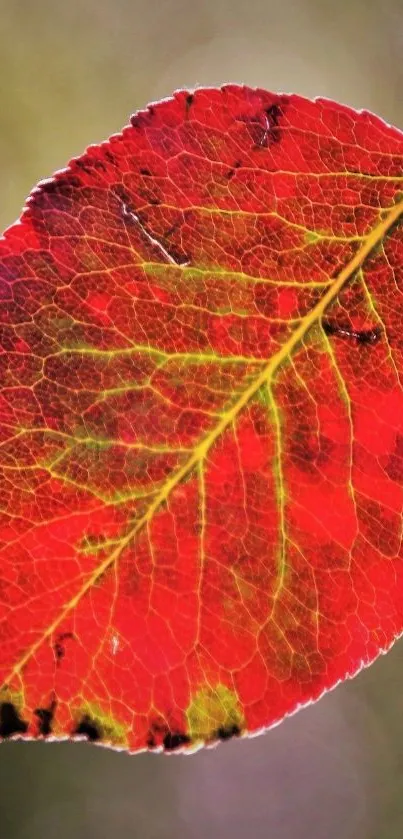 Close-up of a vibrant red leaf with intricate textures on a mobile wallpaper.