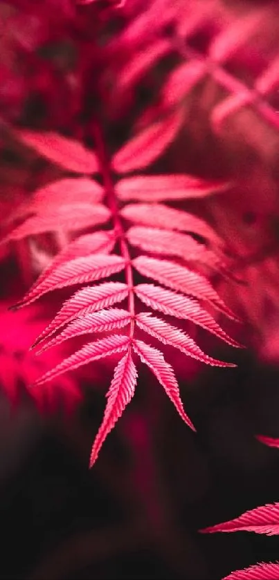 Close-up of vibrant red fern leaves with intricate details.
