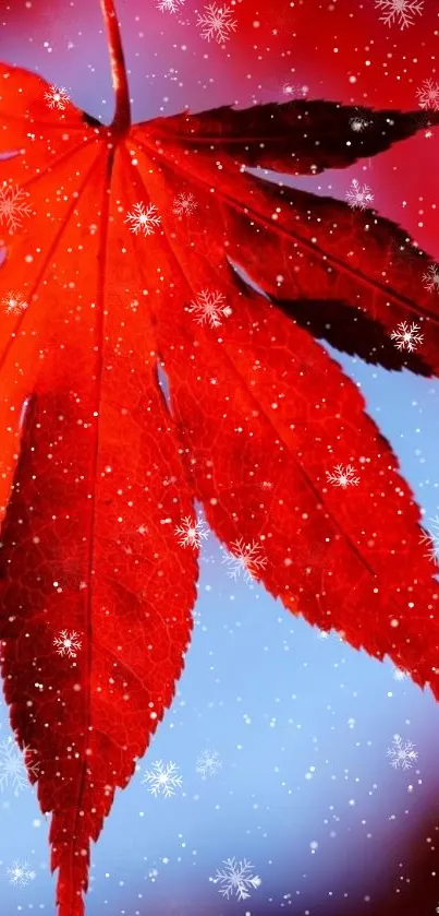 Vibrant red leaf with snowflakes against blue sky.