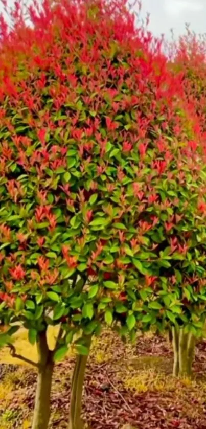 Red-leafed trees with green foliage in vibrant display.