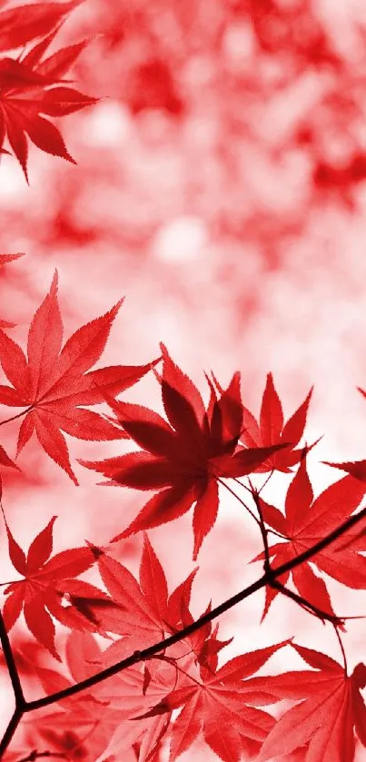 Vibrant autumn red leaves wallpaper design.