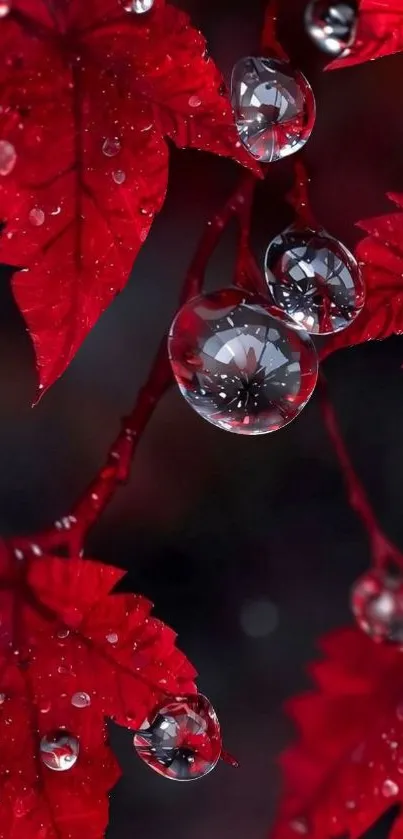 Close-up of red leaves with dewdrops.
