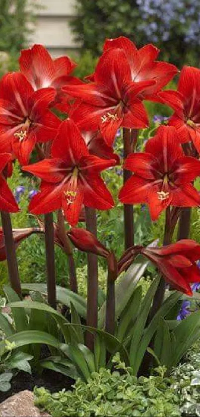 Mobile wallpaper with vibrant red lilies in a lush garden setting.