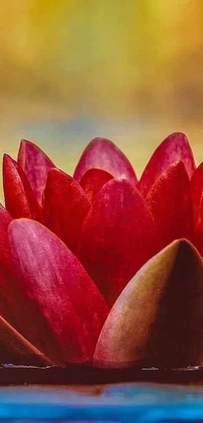 Red lotus in vibrant bloom on serene water background.