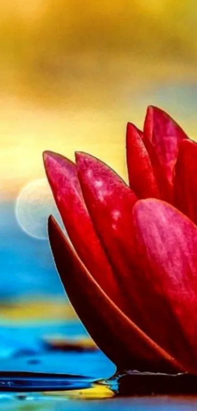 Red lotus flower on calm blue water with blurred background.