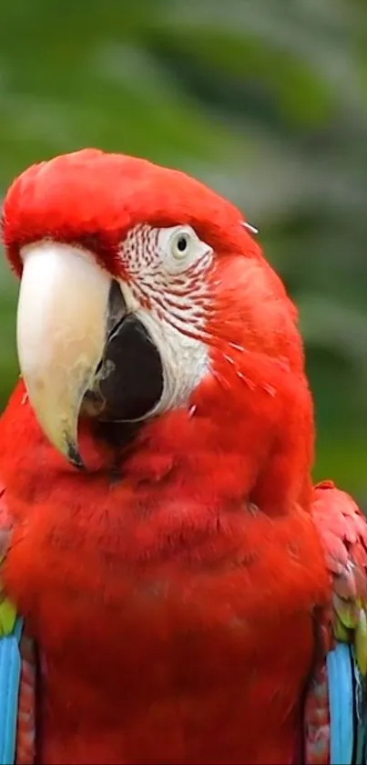 Close-up of a vibrant red macaw with colorful feathers.