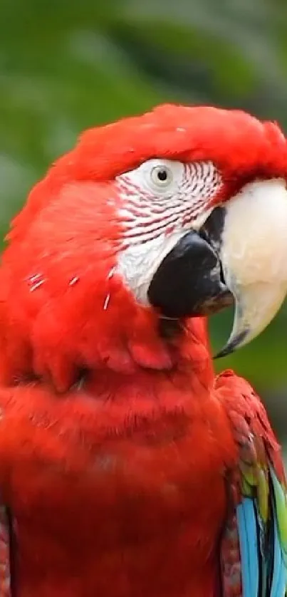 Vibrant red macaw in natural green background, ideal for colorful mobile wallpaper.