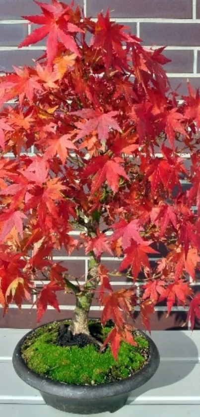 Red maple bonsai with vibrant leaves in a pot.