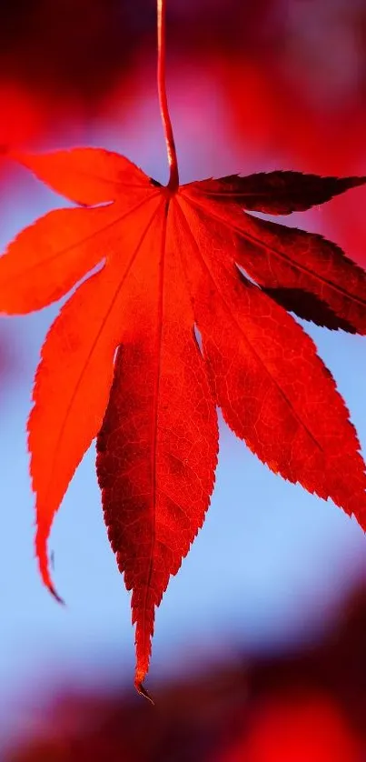 Bright red maple leaf on a blue sky background.