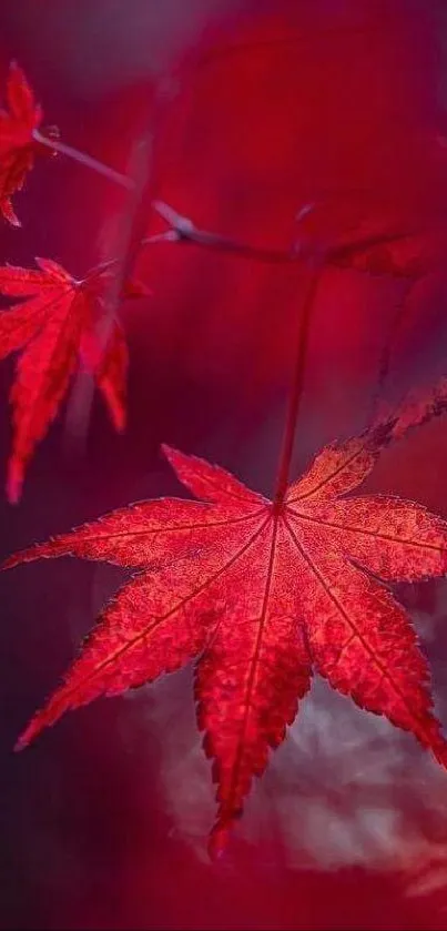 Vibrant red maple leaves with a blurred background create a stunning mobile wallpaper.