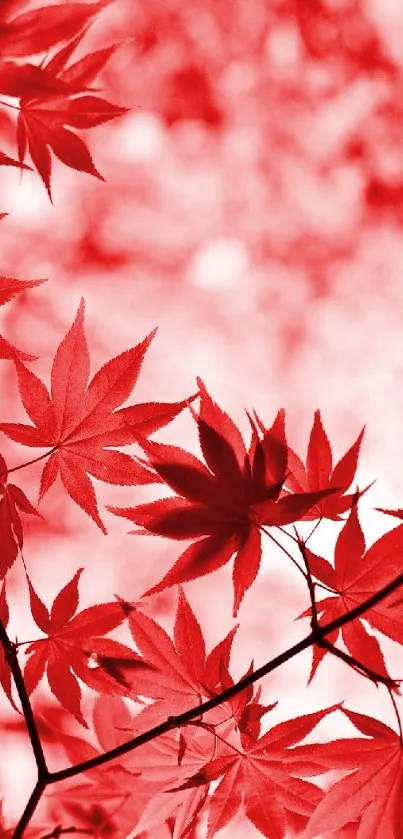 Red maple leaves creating a vibrant and serene wallpaper design.