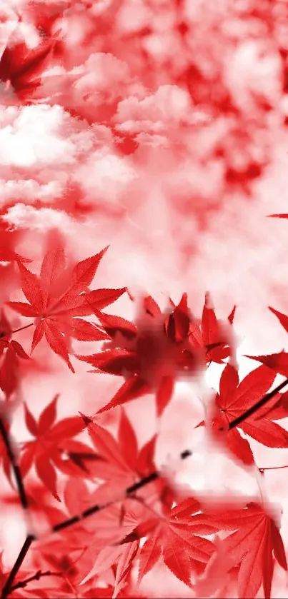 Vibrant red maple leaves with clouds background, ideal for phones.