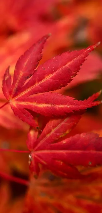 Vibrant red maple leaves wallpaper for mobile devices.