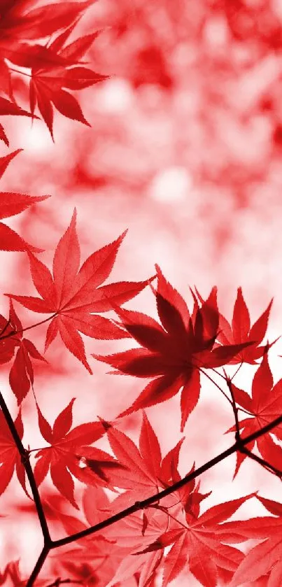 Vibrant red maple leaves with a soft blurred background.