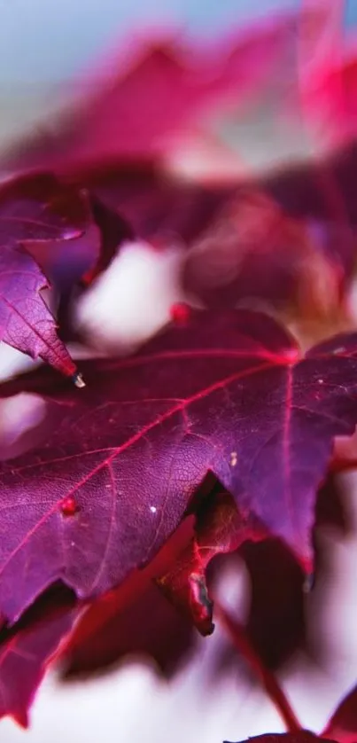 Close-up of vibrant red maple leaves with blurred background.