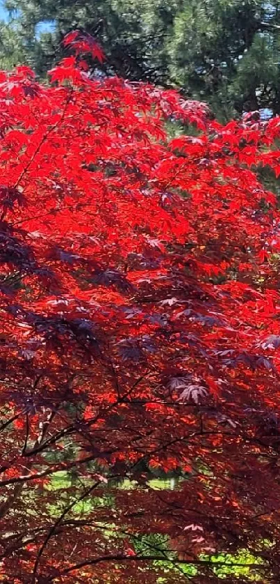 Vibrant red maple tree with lush foliage in a serene nature setting.