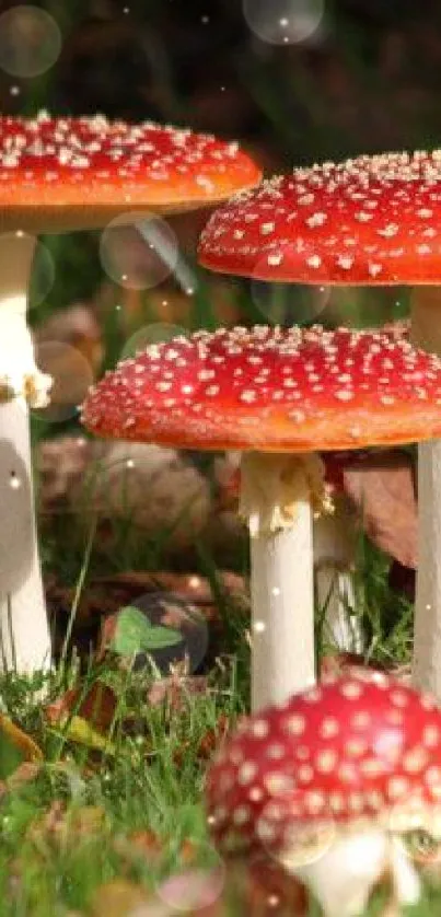 Vibrant red mushrooms in a forest setting with green grass.