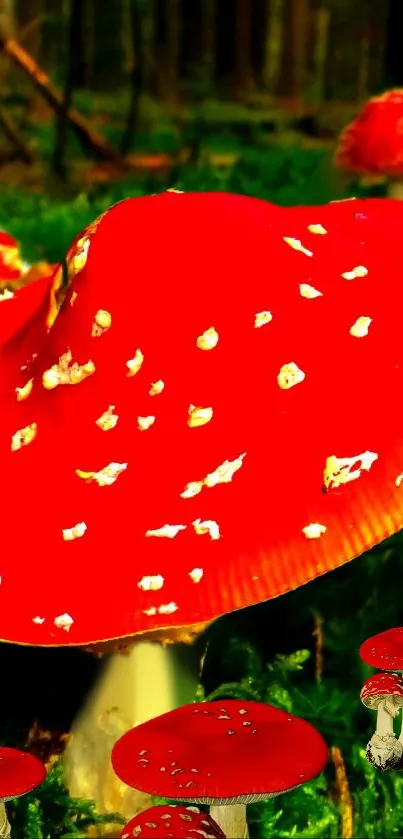 Bright red mushrooms in a lush forest setting.