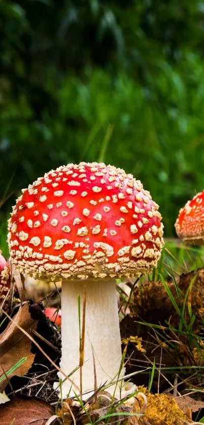 Close-up of a vibrant red mushroom in a lush, green forest setting.