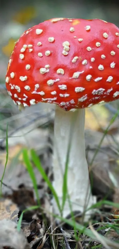 Vibrant red mushroom on forest floor, perfect for nature lovers.