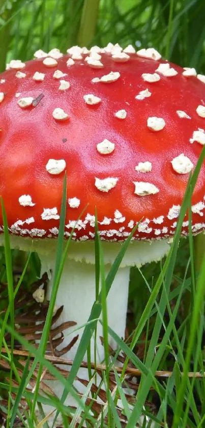 Vibrant red mushroom amidst green foliage.