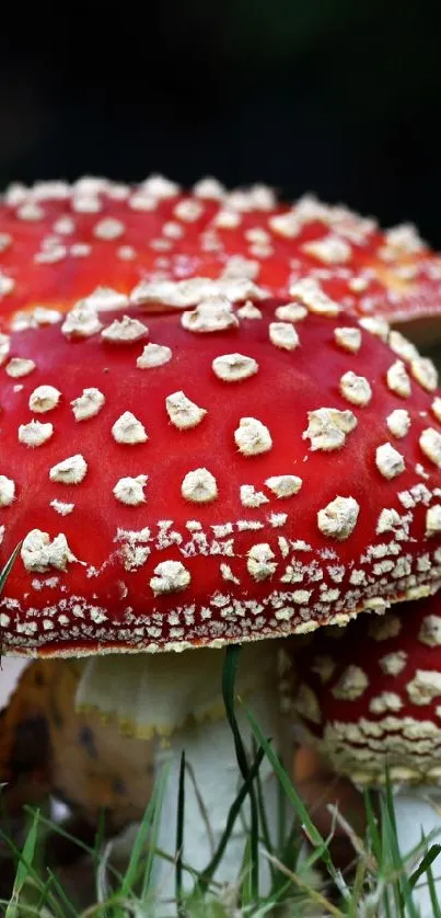 Vibrant red mushrooms on forest floor wallpaper.