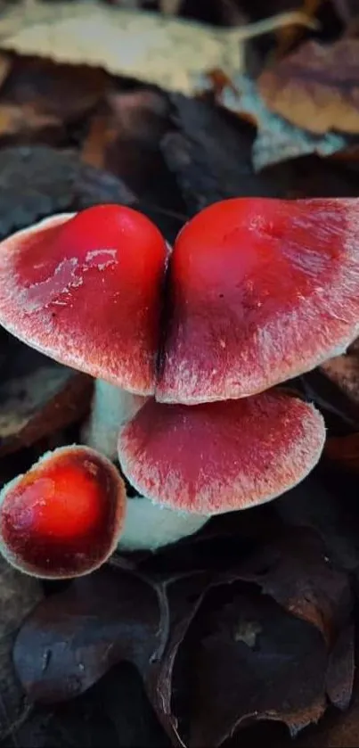 Red mushrooms nestled among brown leaves in a natural forest setting.