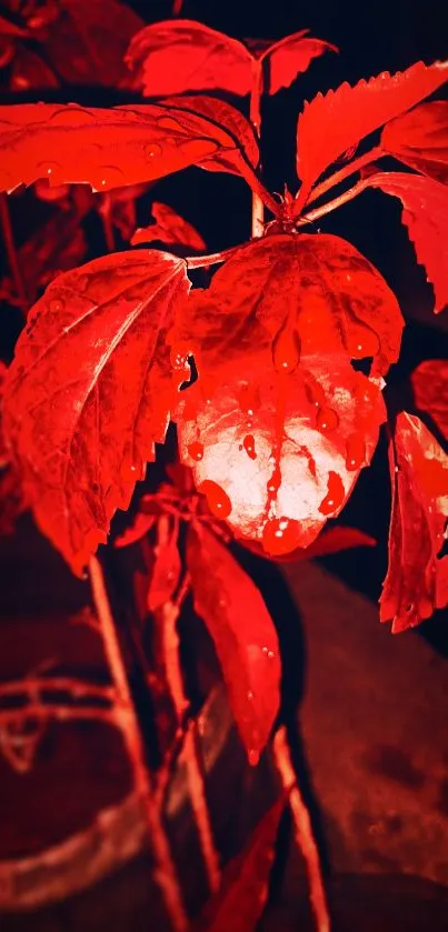 Vibrant red leaves and plant on a mobile wallpaper.