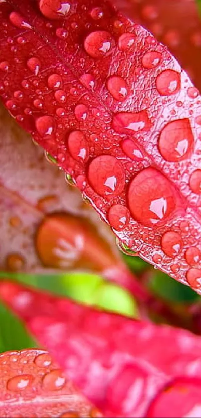 Close-up of red leaves with water droplets.