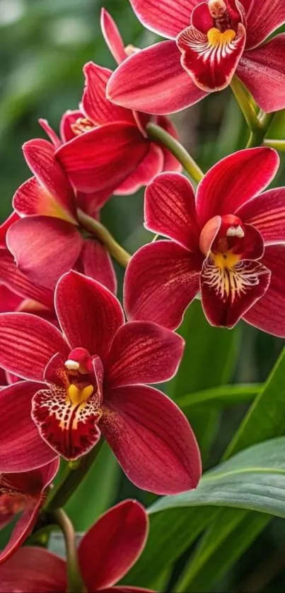 Vibrant red orchids in full bloom with lush green leaves.