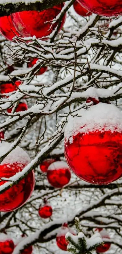 Red Christmas ornaments hang from snow-covered branches.