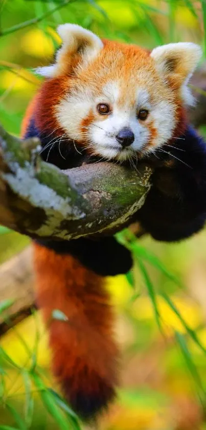 Cute red panda resting on a tree branch in a lush, green forest setting.