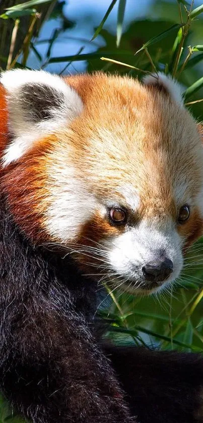 Red panda in lush green forest tree branch.