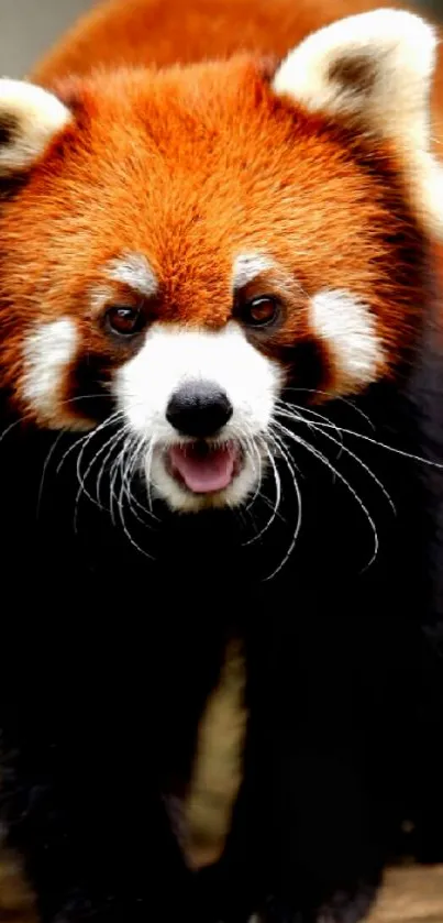 Red panda with vibrant fur and playful expression, close-up view.