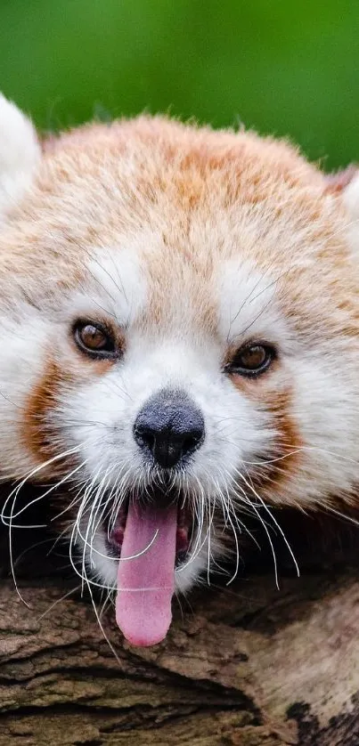 Cute red panda resting on a tree log.