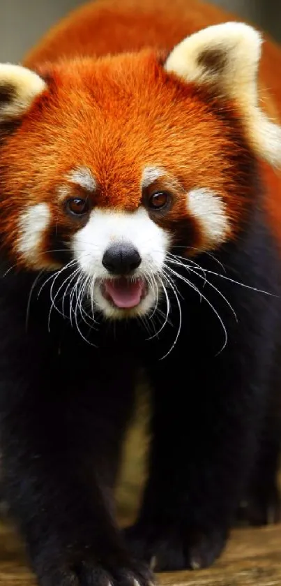 Adorable red panda on wooden platform, vivid wallpaper.