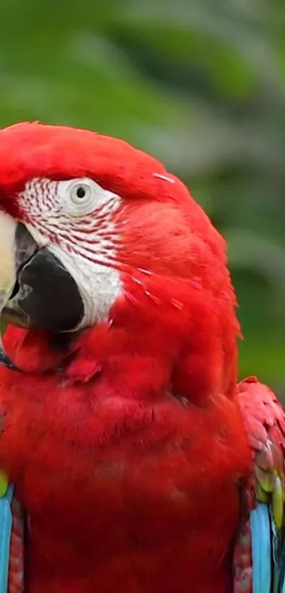 Colorful red parrot with green background on mobile wallpaper.