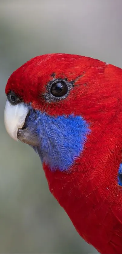 Close-up of a vibrant red parrot with blue markings.