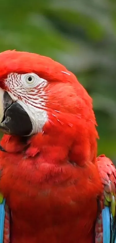 Vibrant red parrot with colorful feathers on a natural background.