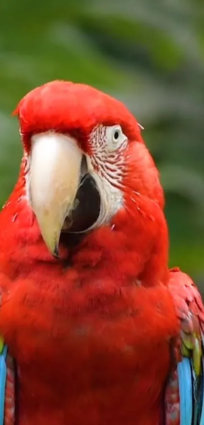 Red parrot with vibrant plumage on a natural green background.