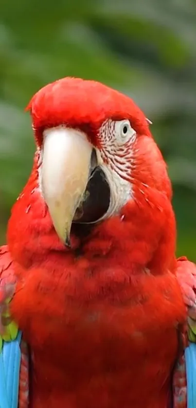 Vibrant red macaw with colorful plumage in a green natural background.