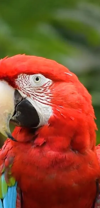 Vibrant red parrot with tropical background.