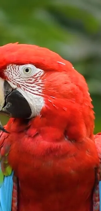 Vibrant red macaw parrot with colorful feathers on a natural background.