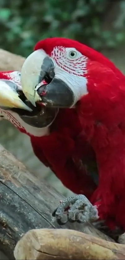 Two vibrant red parrots perched on branches in a lush natural setting.