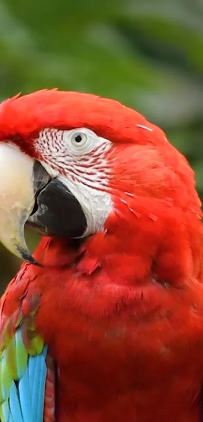 Vibrant red parrot with lush background, perfect mobile wallpaper.