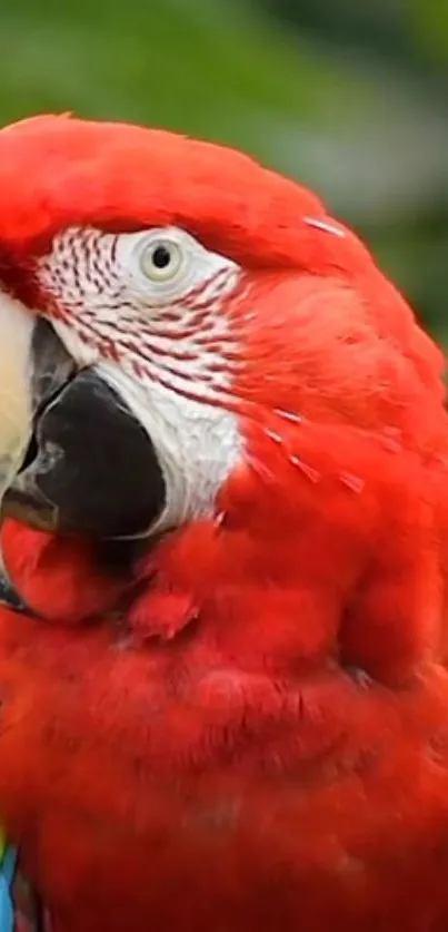 Vibrant red parrot with intricate feather details.