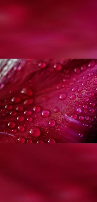 Close-up of red petal with dewdrops, vibrant mobile phone wallpaper.