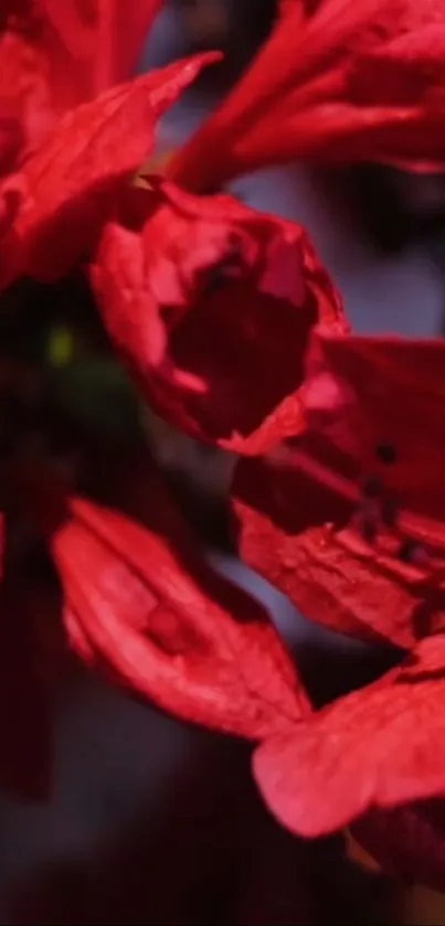 Close-up of vibrant red flower petals on a smartphone wallpaper.