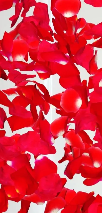 Vibrant red petal wallpaper for mobile background.